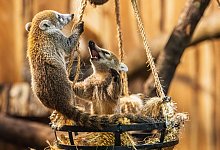 Nachwuchs bei den Wei&szlig;r&uuml;ssel-Nasenb&auml;ren im Opel-Zoo - --/Archiv Opel-Zoo/dpa