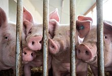 Schweinestall - Marijan Murat/dpa