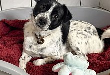 archie - Tierheim Vlotho