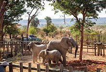 Elefantenwaisen in Simbabwe - Tyson Mayr/IFAW/dpa