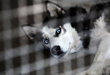 husky.jpg - Patrick Menzel