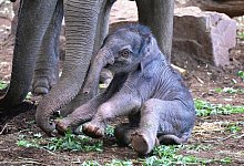 Neugeborener Elefant in Kölner Zoo heißt «Sarinya» - Marcel Vogelfänger/Kölner Zoo/dpa