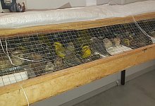 Finkenschmuggel - Foto: --/Bundespolizei Passau/dpa