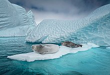 Antarktis - Cristina Mittermeier/-/dpa