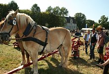 PferdeStark 2019 - Sylvia Frevert