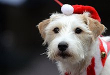 Hund mit Weihnachtsm&uuml;tze - Foto: Ralf Hirschberger