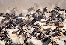 Wildpferdefang im Merfelder Bruch - Foto: Marcel Kusch/dpa