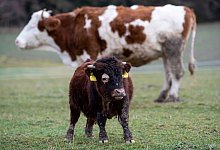 Mini-Stier Napoleon auf Gnadenhof in W&ouml;rth - Foto: Sven Hoppe/dpa