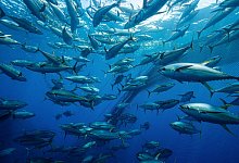 TV-Ausblick ZDF - &laquo;Terra X: Thunfisch - Der bedrohte J&auml;ger&raquo; - Uli Kunz/ZDF/dpa