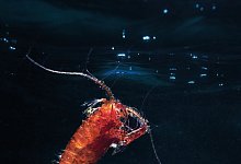 Ruderfu&szlig;krebs - Mario Hoppmann/Alfred-Wegener-Institut/dpa