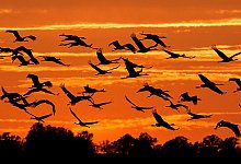 Zugv&ouml;gel - Symbolfoto: dpa