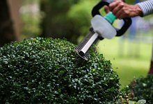 Frau schneidet Buchsbaum mit einer elektrischen Heckenschere - Karl-Josef Hildenbrand/dpa-tmn