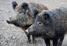 Massenjagd in Bielefeld geplant: 100 J&auml;gerinnen und J&auml;ger sind kommende Woche gro&szlig;fl&auml;chig auf Wildschweinjagd. - Symbolfoto Pixabay