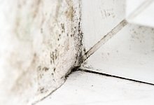 Schimmel - Foto: Andrea Warnecke