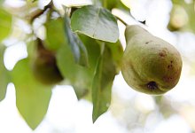 Ein Baum kann im Laufe seines Lebens viel CO2 binden. F&uuml;r &uuml;bliche Hausg&auml;rten eignen sich am besten Obstb&auml;ume. - Andrea Warnecke/dpa-tmn