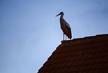 Storch - Jan Woitas/dpa