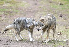 Wölfe - Soeren Stache/dpa-Zentralbild/dpa