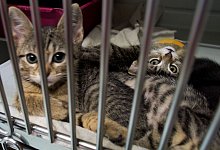Katzenbabys im Tierheim - picture alliance / dpa