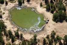 Massensterben von Elefanten - Foto: Uncredited/hons/AP/dpa