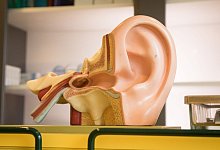 3D-Modell von einem Ohr - Christin Klose/dpa-tmn