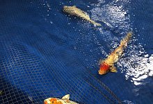 Kois im Berliner Zoo - Zoo Berlin/dpa