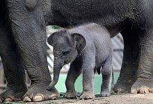 Elefanten-Nachwuchs in Indonesien - Foto: Firdia Lisnawati/AP/dpa