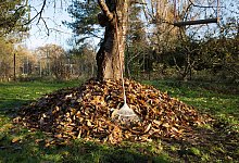 Aufgeschichtetes Laub unter einen Baum - Florian Schuh/dpa-tmn