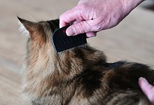 Haustier mit dem Flohkamm k&auml;mmen - Foto: Ina Fassbender/dpa-tmn