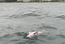 Toter Schweinswal - Foto: Matthias Meinsen/NABU Schleswig-Holstein/dpa