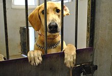 Ungewisse Zukunft: - Foto: Uwe Pollmeier