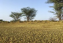 Heuschreckenplage in Kenia - Foto: Boris Polo/AP/dpa