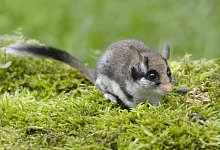 Ein Gartenschl&auml;fer sitzt im Moos. - Ji&oslash;&iacute; Bohdal/BUND/dpa-tmn