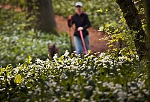Eine Person geht mit Hund durch B&auml;rlauchfeld spazieren - Frank Rumpenhorst/dpa