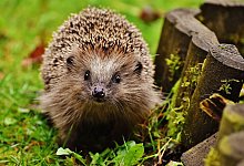 hedgehog-1759027_1280 - Pixabay