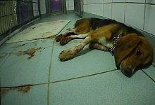 Misshandlungen bei Tierversuchen angezeigt - Foto: SOKO Tierschutz/crueltyfree int/SOKO Tierschutz e.V./dpa