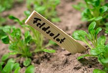 Feldsalat - Foto: dpa