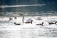 Wildv&ouml;gel Mauser - Foto: Christoph Schmidt/dpa/dpa-tmn