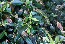 Kahlfra&szlig; im Garten - Foto: Gerlinde Mayer/dpa-tmn