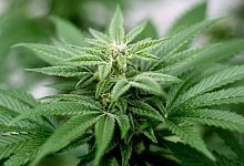 Cannabis - Matt Masin/Zuma Press/dpa