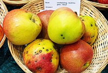 &Auml;pfel liegen in einem Korb - Bernd Diekjobst/dpa-tmn