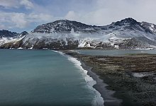 Seeelefanten sterben in Süd-Georgien durch die Vogelgrippe - ---/British Antarctic Survey/dpa