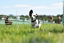 1. Deutsche Meisterschaft im Dackelrennen - Simon Kremer/dpa