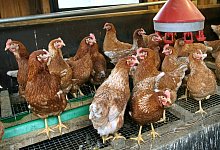 H&uuml;hner im Stall - dpa