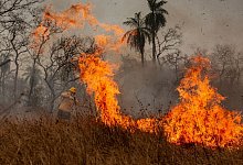 Indigene Feuerwehrleute k&auml;mpfen in Brasilien um ihr Territorium - Diego Cardoso/dpa