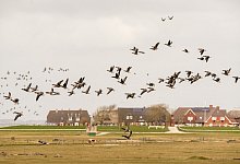 Ringelganstage - Daniel Bockwoldt/dpa