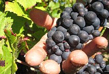 Prozess um &laquo;Weinlese der Schande&raquo; startet in Frankreich - picture alliance / dpa