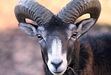 M&auml;chtige H&ouml;rner: Mit diesen sorgen die Mufflons f&uuml;r Sch&auml;den im Wald. - Frank-Michael Kiel-Steinkamp