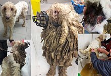 Tierheim Eichenhof - Tierheim Eichenhof