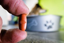 Person gibt Hund Entwurmungstablette - Markus Scholz/dpa