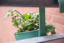 Tomatenpflanze - Foto: Andrea Warnecke/dpa-tmn